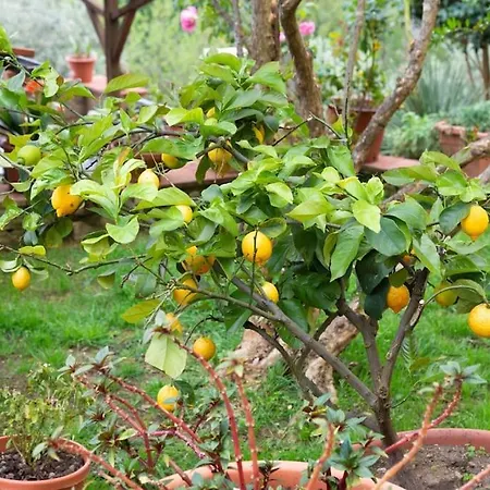Apartamento Il Piccolo Eden *
